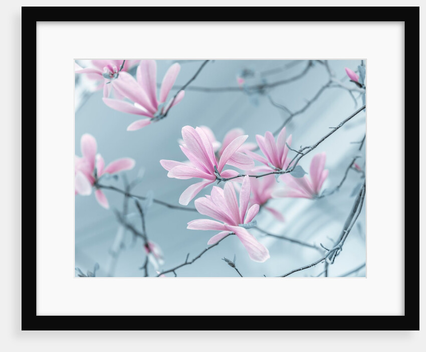 Magnolia flowers by Assaf Frank